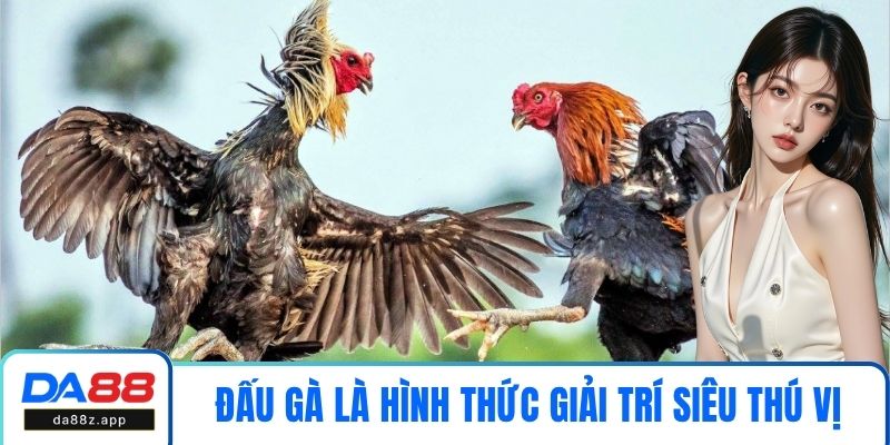 Đấu gà là hình thức giải trí siêu thú vị